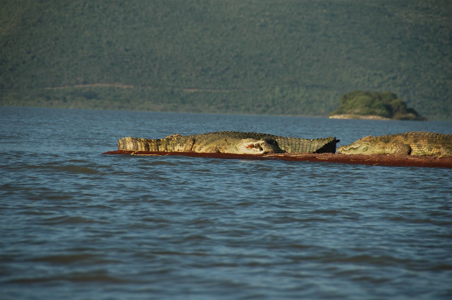 krokodyle nilowe